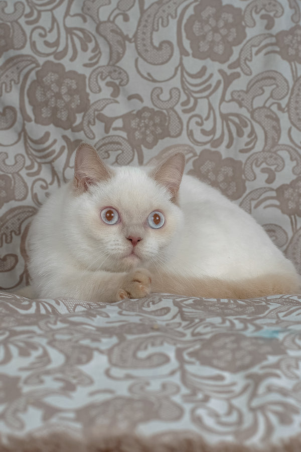 Bonny | British Shorthair Kitten