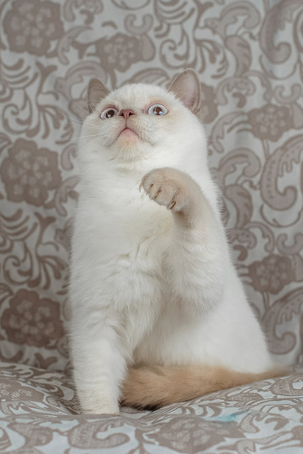 Bonny | British Shorthair Kitten