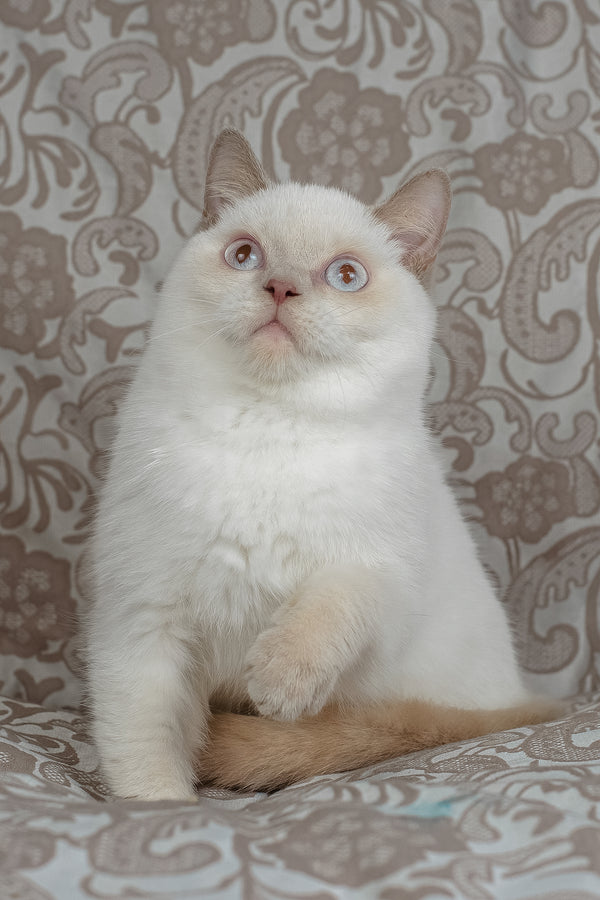Bonny | British Shorthair Kitten