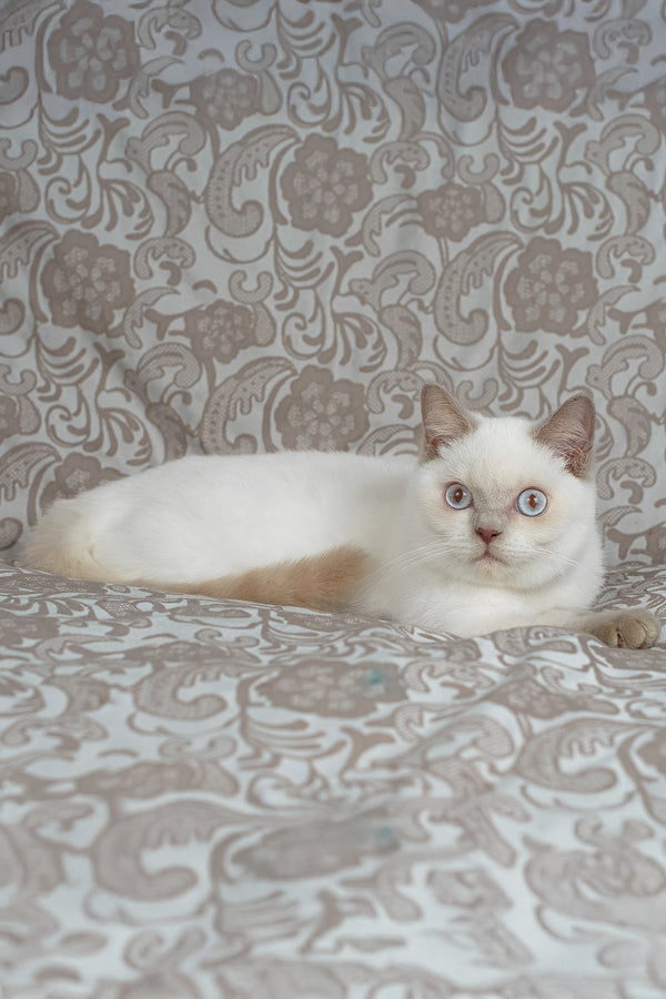 Bonny | British Shorthair Kitten