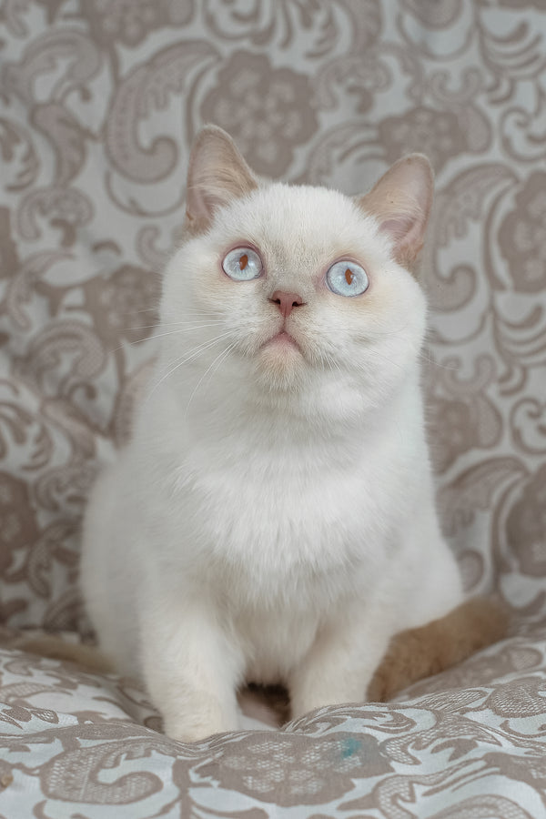 Bonny | British Shorthair Kitten