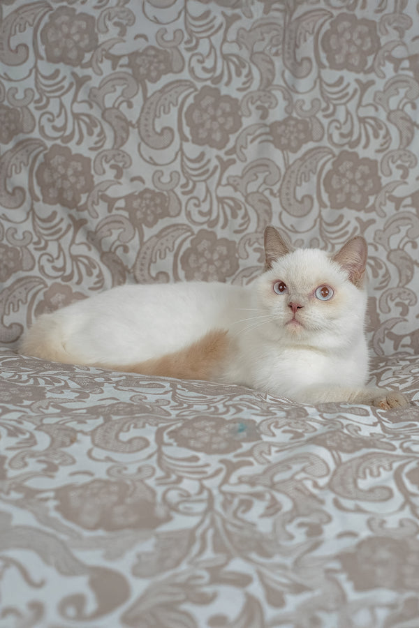 Bonny | British Shorthair Kitten