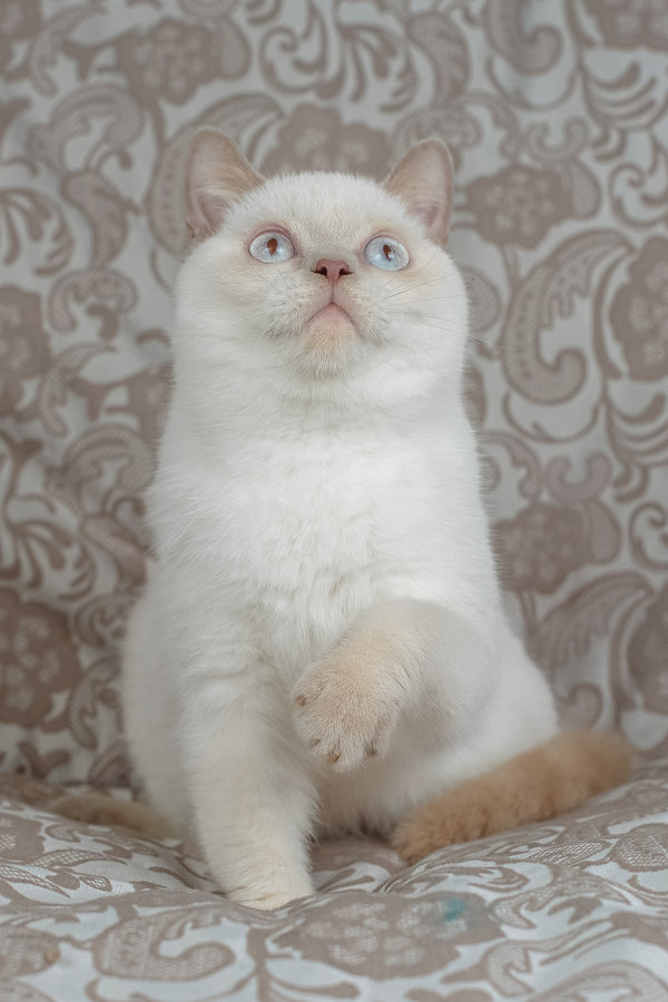 Bonny | British Shorthair Kitten