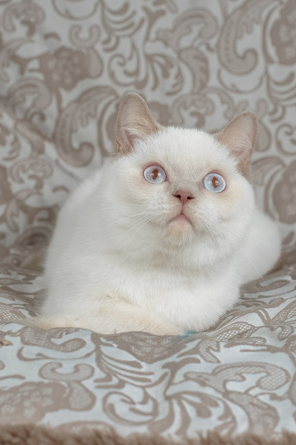 Bonny | British Shorthair Kitten