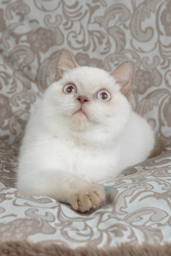 Bonny | British Shorthair Kitten