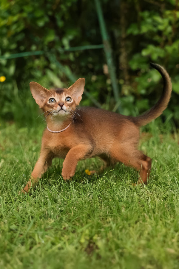Bonya | Abyssinian Kitten