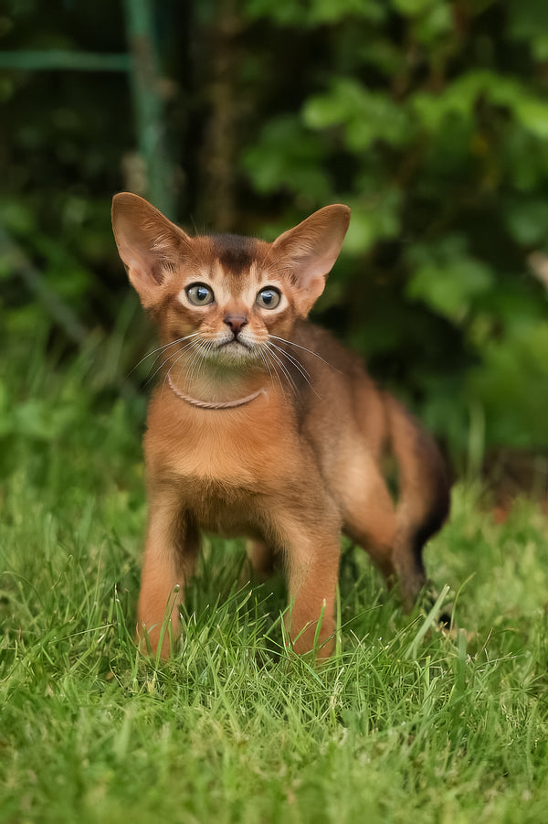 Bonya | Abyssinian Kitten