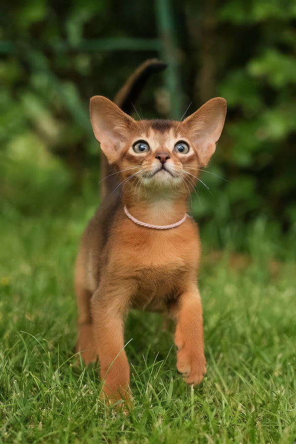 Bonya | Abyssinian Kitten