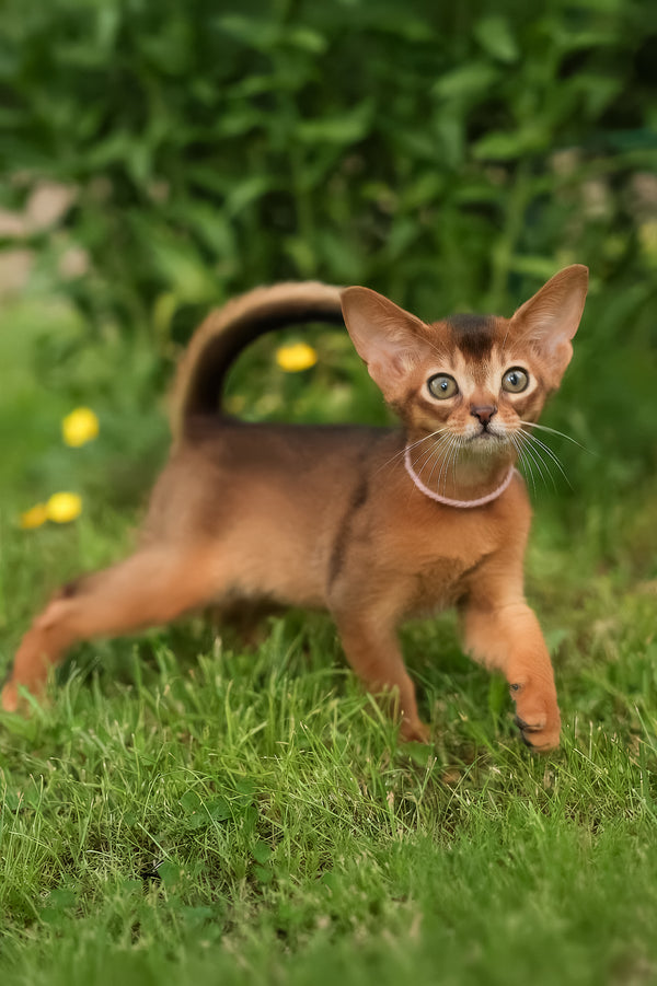 Bonya | Abyssinian Kitten