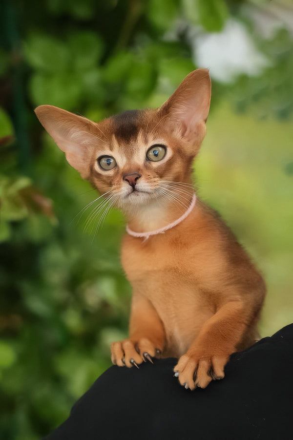 Bonya | Abyssinian Kitten