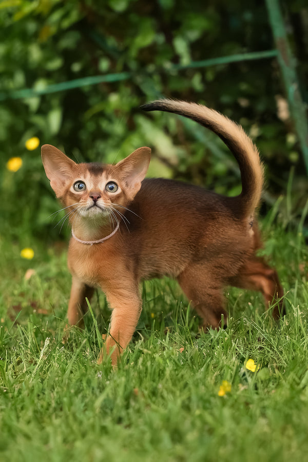 Bonya | Abyssinian Kitten