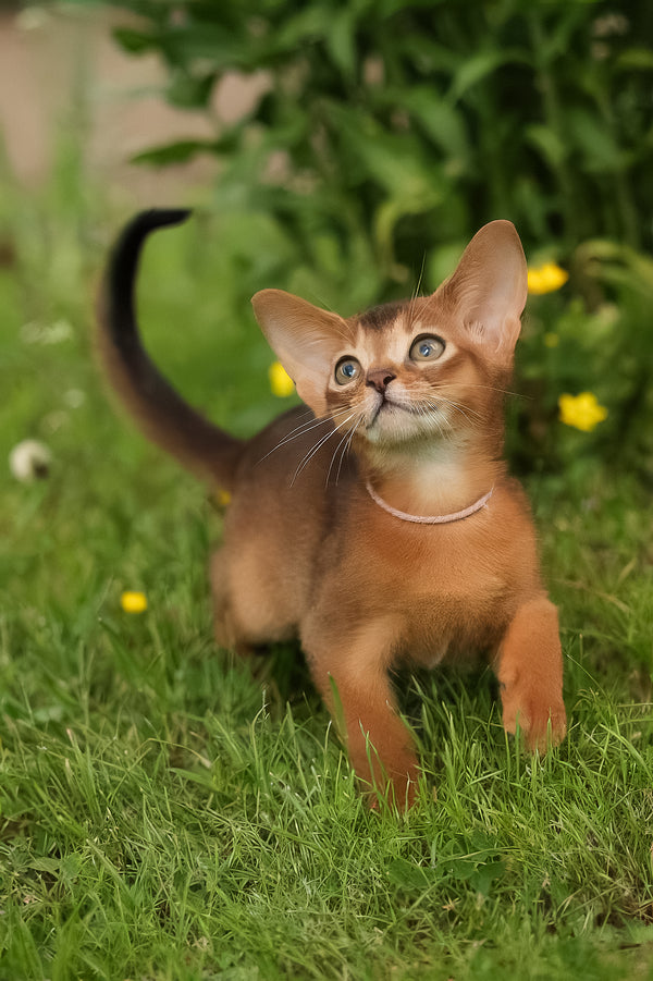 Bonya | Abyssinian Kitten