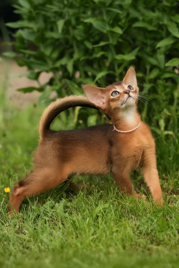 Bonya | Abyssinian Kitten