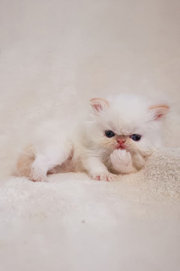 Boris | Persian Kitten