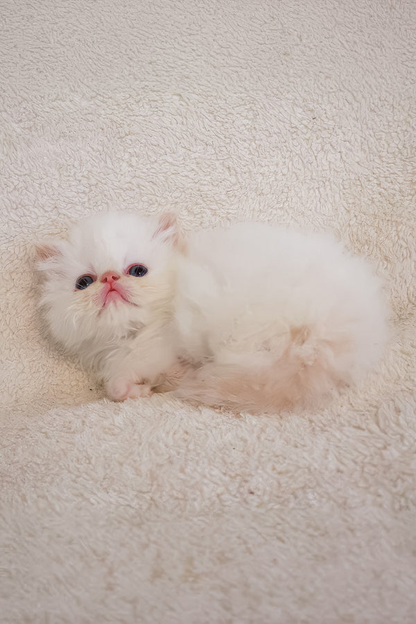 Boris | Persian Kitten