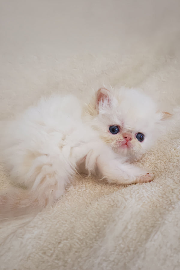 Boris | Persian Kitten