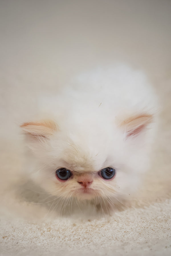 Boris | Persian Kitten