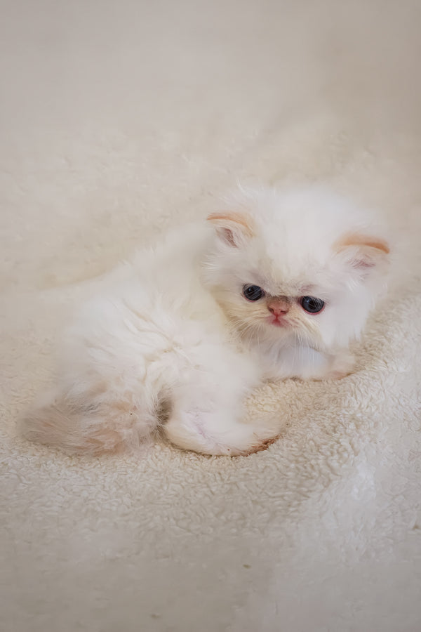 Boris | Persian Kitten