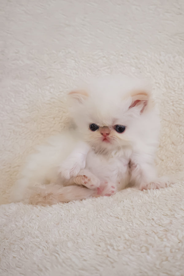 Boris | Persian Kitten