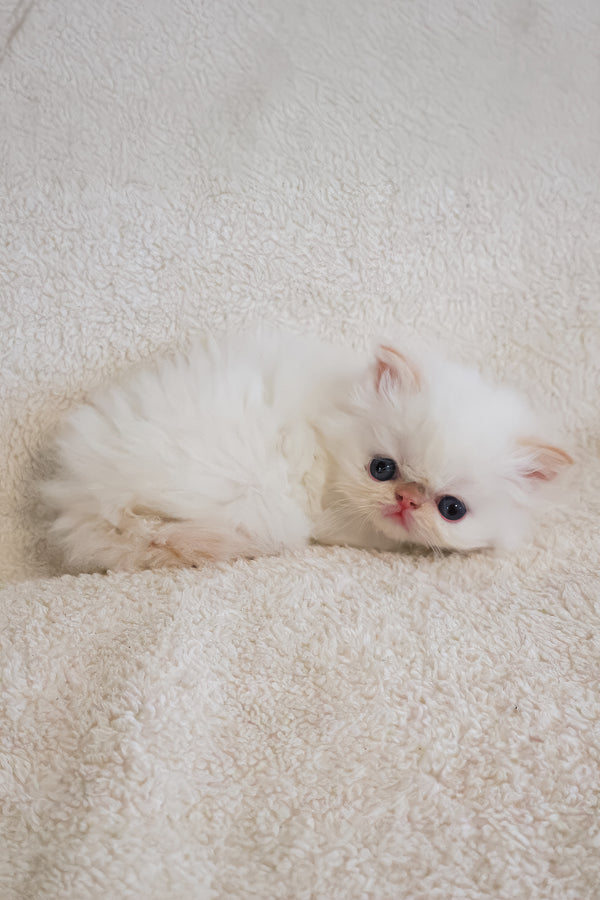 Boris | Persian Kitten