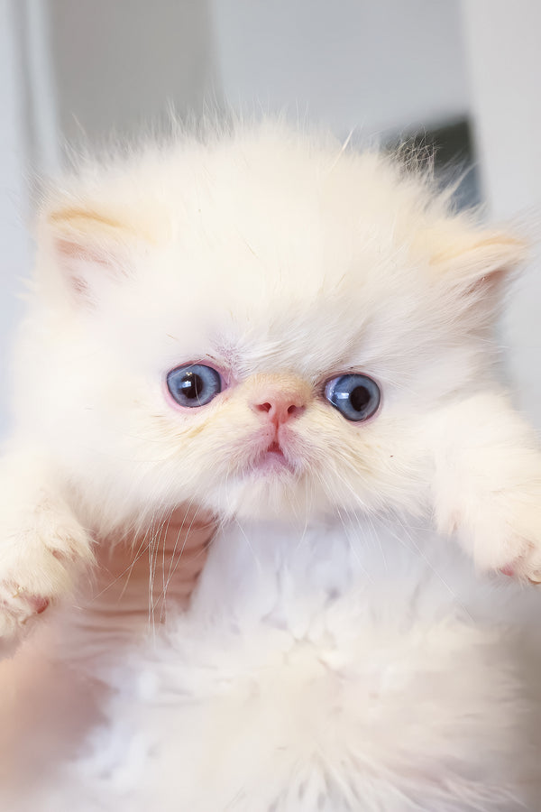 Boris | Persian Kitten