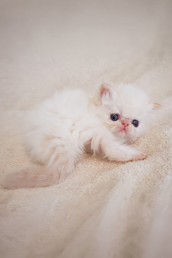 Boris | Persian Kitten