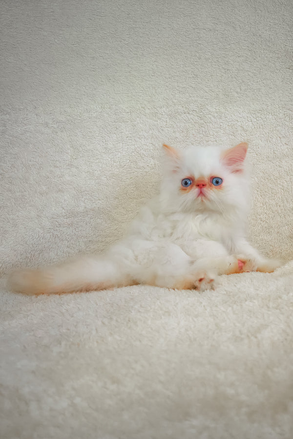 Meet arni a fluffy white persian kitten with striking blue eyes resting on a soft textured surface