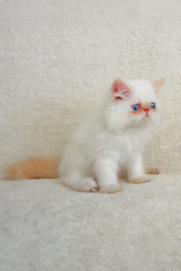 Boris persian kitten with fluffy white fur blue eyes and soft orange tipped tail meet arni against cream background
