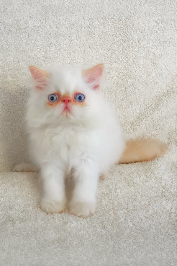 A fluffy white persian kitten named boris with striking blue eyes and pink ears sitting on a soft textured surface meet arni