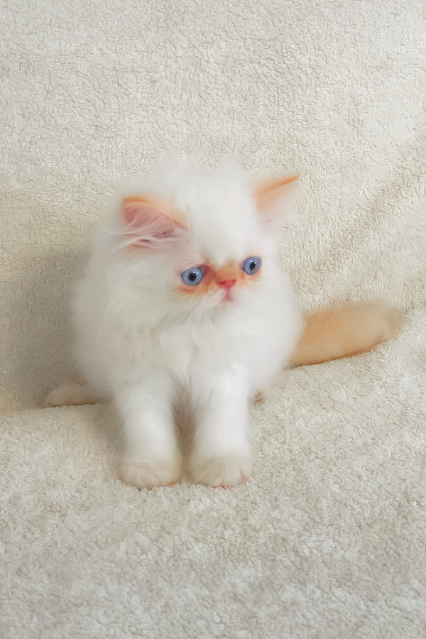 Meet arni a fluffy white persian kitten with striking blue eyes and a delicate peach-colored nose