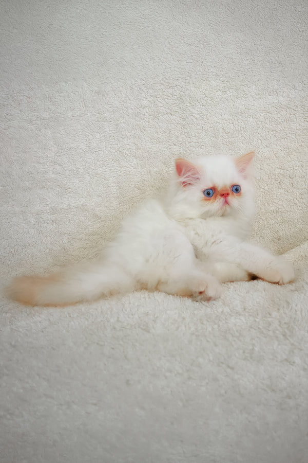 A fluffy white persian kitten named boris with striking blue eyes lounging on a soft textured surface meet arni