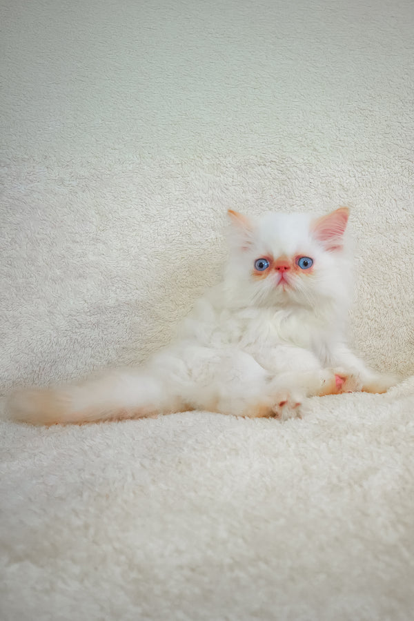 A fluffy white persian kitten with blue eyes and pink ears lounging on a soft surface meet arni persian kitten