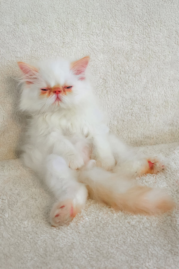 A fluffy white persian kitten named boris with pink ears and nose lounging comfortably meet arni
