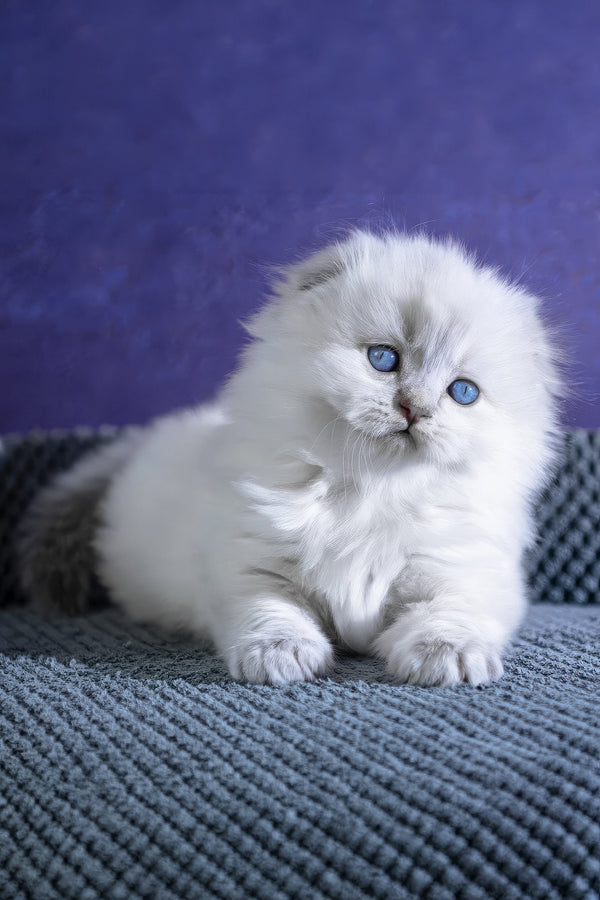 Boss | Scottish Fold Longhair Kitten
