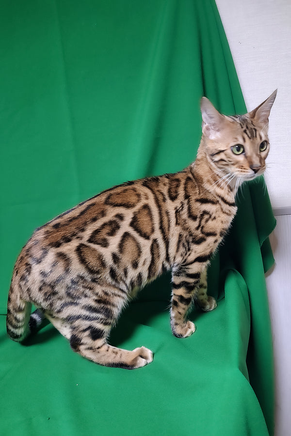 Boston | Bengal Kitten
