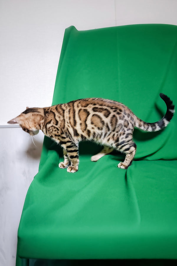 Boston | Bengal Kitten