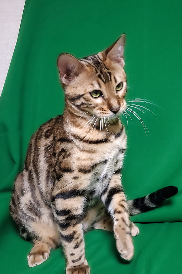 Boston | Bengal Kitten