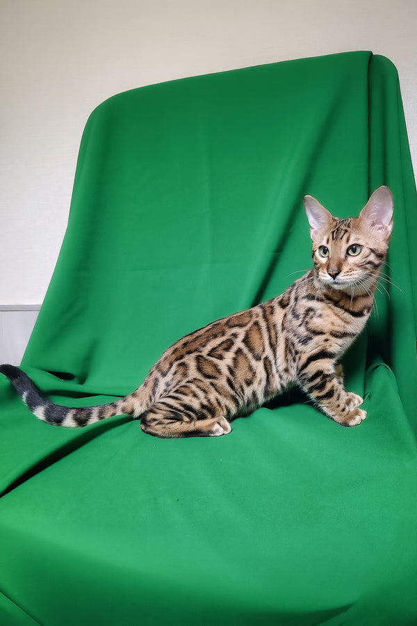 Boston | Bengal Kitten