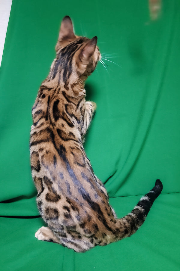 Boston | Bengal Kitten