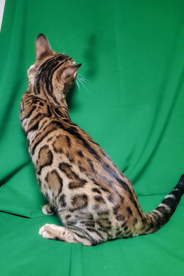 Boston | Bengal Kitten