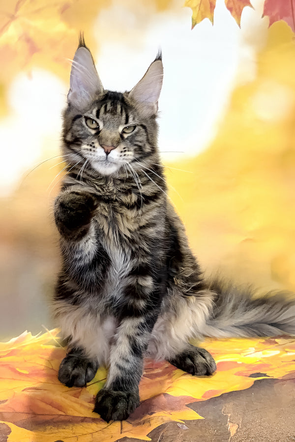 Bosyak | Maine Coon Kitten