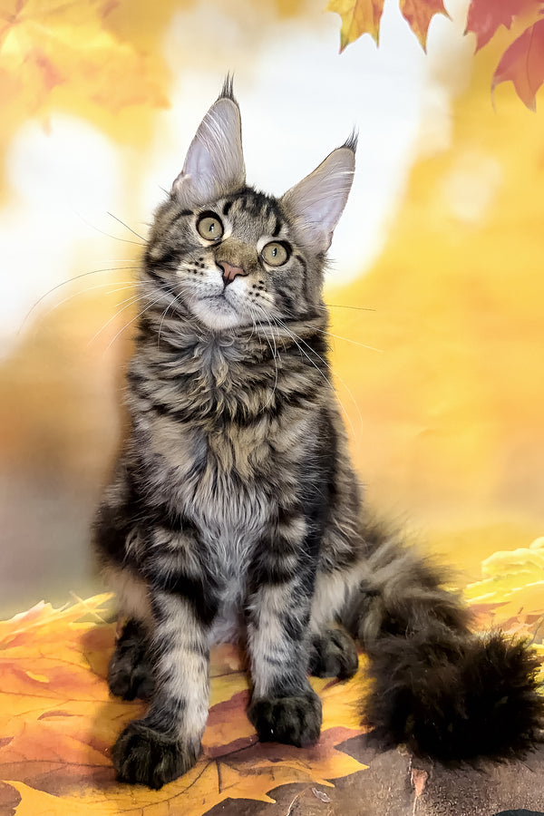 Bosyak | Maine Coon Kitten