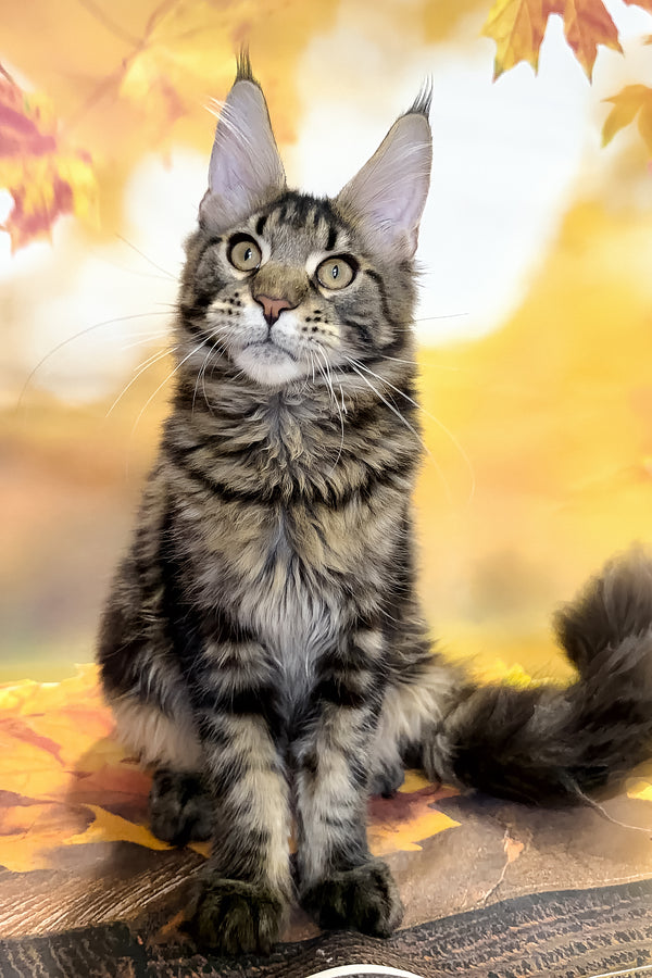 Bosyak | Maine Coon Kitten