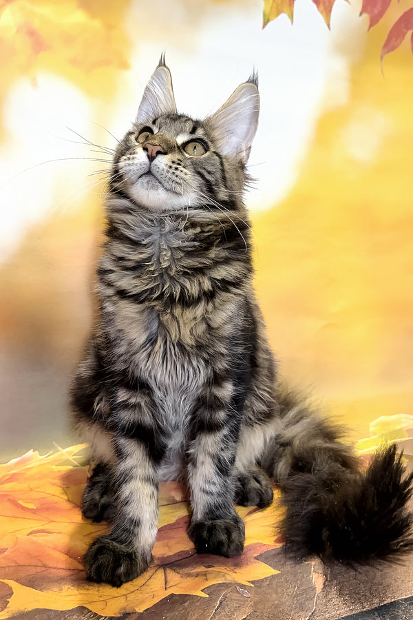 Bosyak | Maine Coon Kitten