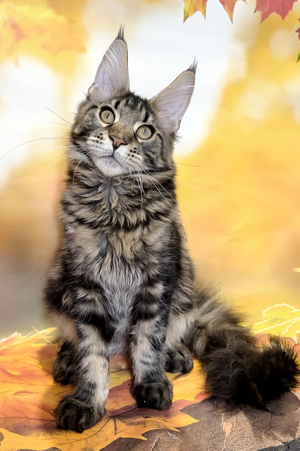 Bosyak | Maine Coon Kitten