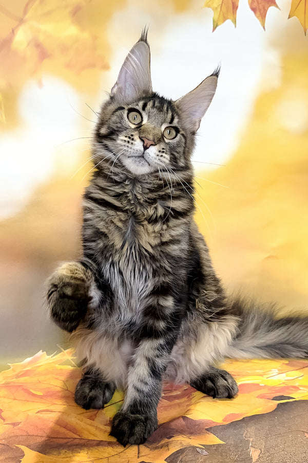 Bosyak | Maine Coon Kitten