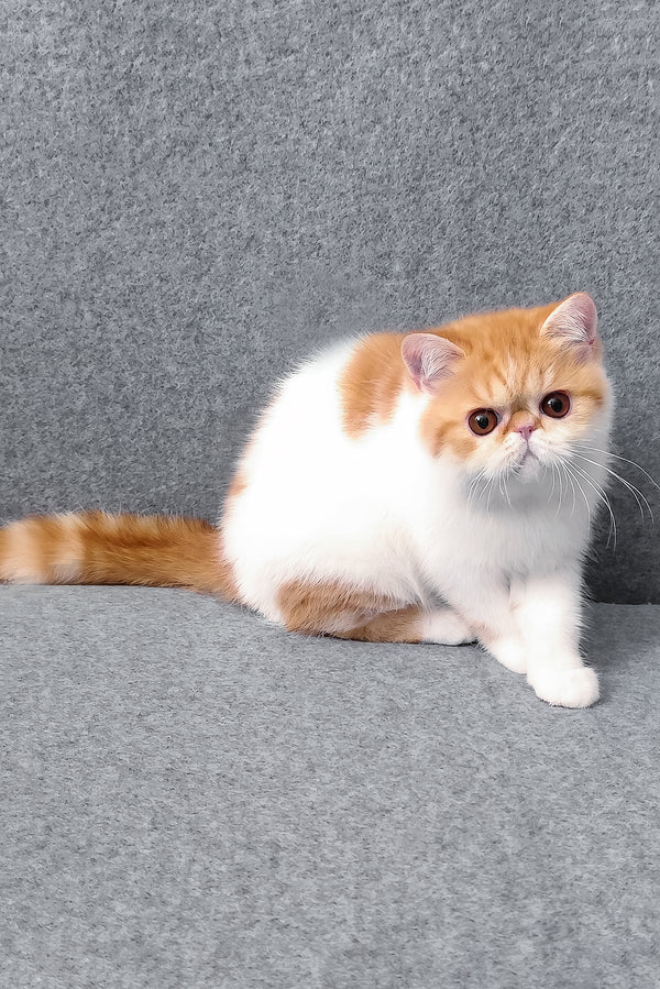 Bourbon | Exotic Shorthair Kitten