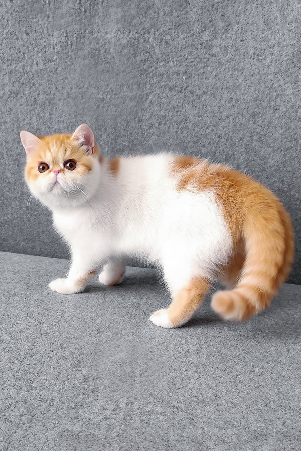 Bourbon | Exotic Shorthair Kitten