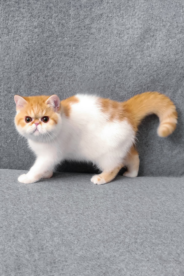 Bourbon | Exotic Shorthair Kitten