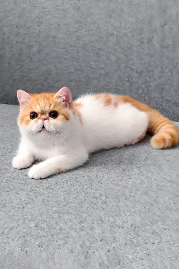 Bourbon | Exotic Shorthair Kitten